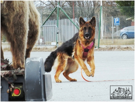 Jadovar &Ouml;nellie petotestiss&auml;