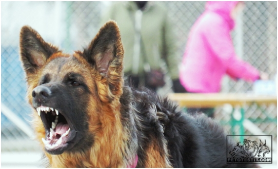 Jadovar &Ouml;nellie petotestiss&auml;