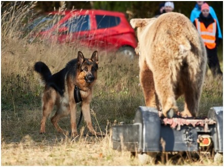 Gere petotestiss&auml;