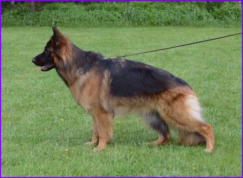 Harmony av Quantos - Hanni