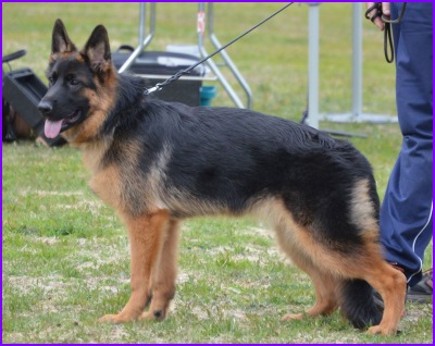 Ossin j&auml;lkel&auml;isi&auml;