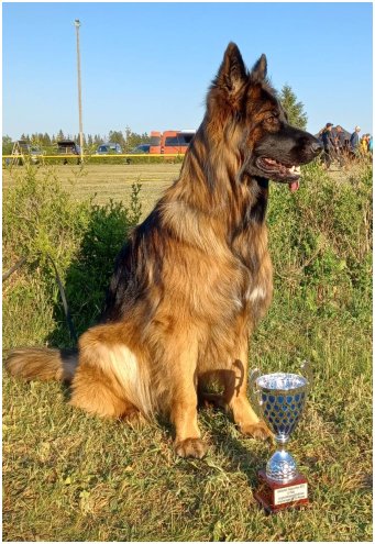 Rilla Baltic Sieger n&auml;yttelyss&auml; Tallinna