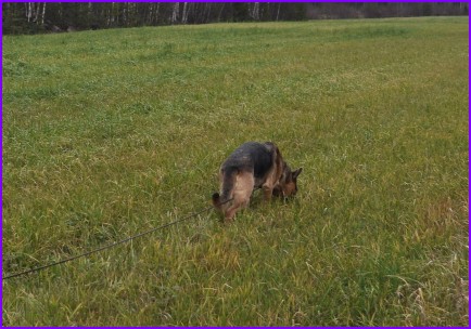 Vanni j�lkireeneiss�