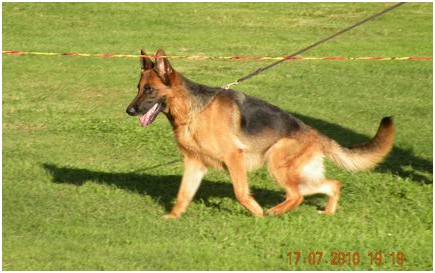 Vinni n�yttelyreeneiss�